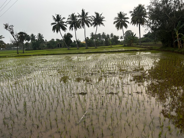 Our farm in India